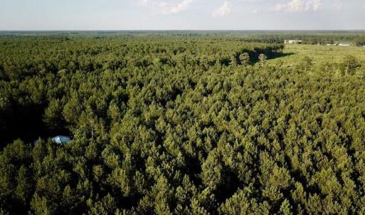 Photo of UNDER CONTRACT!  9.5 Acres of Hunting and Timber Land For Sale in Gates County NC!
