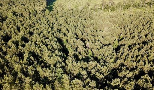 Photo of UNDER CONTRACT!  9.5 Acres of Hunting and Timber Land For Sale in Gates County NC!