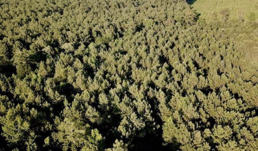 Photo of UNDER CONTRACT!  9.5 Acres of Hunting and Timber Land For Sale in Gates County NC!
