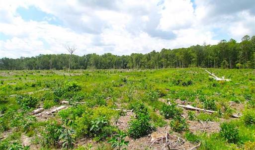 Photo of SOLD!!  222 Acres of Farm and Hunting Land For Sale in Isle of Wight County VA!