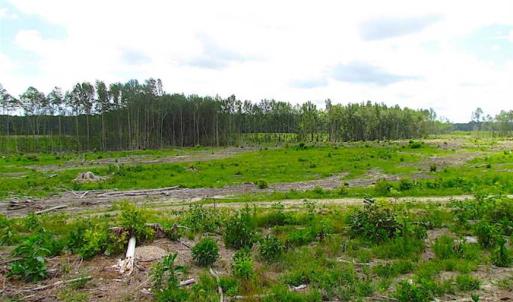 Photo of SOLD!!  222 Acres of Farm and Hunting Land For Sale in Isle of Wight County VA!