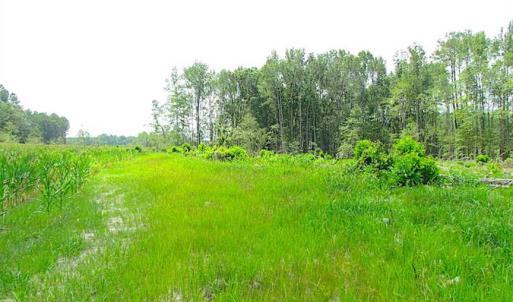 Photo of SOLD!!  222 Acres of Farm and Hunting Land For Sale in Isle of Wight County VA!