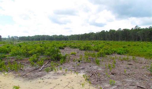 Photo of SOLD!!  222 Acres of Farm and Hunting Land For Sale in Isle of Wight County VA!