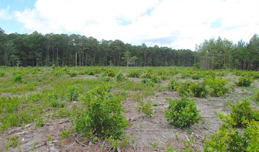 Photo of SOLD!!  222 Acres of Farm and Hunting Land For Sale in Isle of Wight County VA!