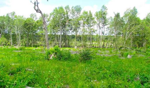 Photo of SOLD!!  222 Acres of Farm and Hunting Land For Sale in Isle of Wight County VA!