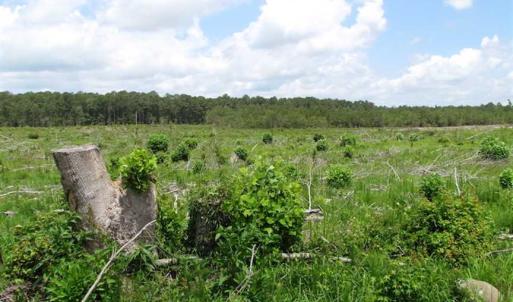 Photo of SOLD!!  222 Acres of Farm and Hunting Land For Sale in Isle of Wight County VA!