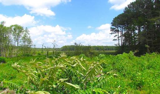 Photo of SOLD!!  222 Acres of Farm and Hunting Land For Sale in Isle of Wight County VA!
