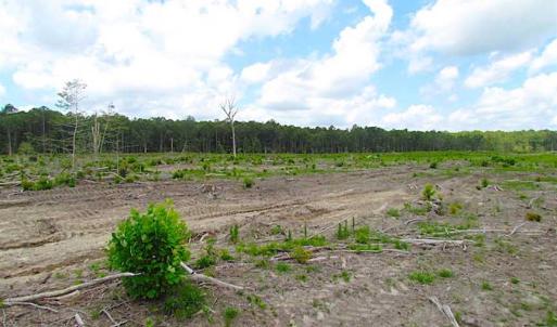 Photo of SOLD!!  222 Acres of Farm and Hunting Land For Sale in Isle of Wight County VA!