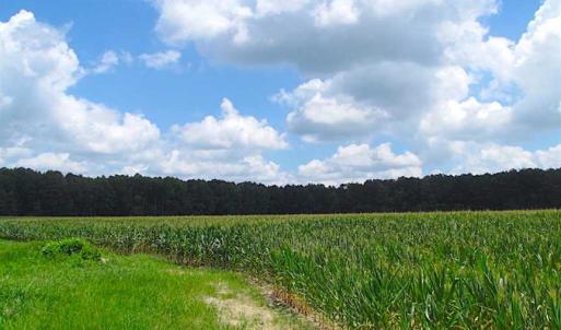 Photo of SOLD!!  222 Acres of Farm and Hunting Land For Sale in Isle of Wight County VA!