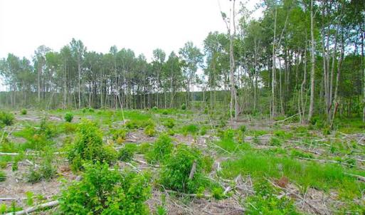 Photo of SOLD!!  222 Acres of Farm and Hunting Land For Sale in Isle of Wight County VA!