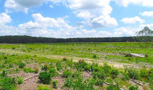 Photo of SOLD!!  222 Acres of Farm and Hunting Land For Sale in Isle of Wight County VA!