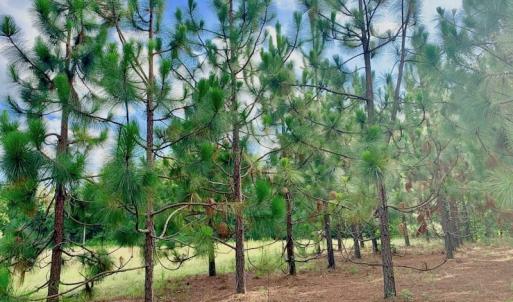 Photo of SOLD!  39.74 Acres of Tar River Hunting and Recreational Land in Edgecombe County NC!