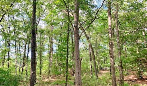 Photo of SOLD!  39.74 Acres of Tar River Hunting and Recreational Land in Edgecombe County NC!