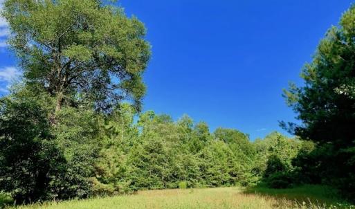Photo of SOLD!  39.74 Acres of Tar River Hunting and Recreational Land in Edgecombe County NC!