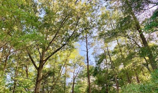 Photo of SOLD!  39.74 Acres of Tar River Hunting and Recreational Land in Edgecombe County NC!