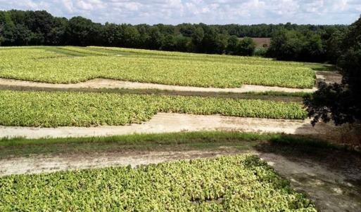 Photo of SOLD!!  26.8 Acres of Farm and Timber Land For Sale in Nash County NC!