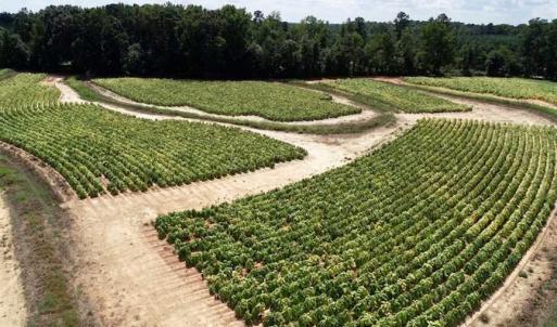Photo of SOLD!!  26.8 Acres of Farm and Timber Land For Sale in Nash County NC!
