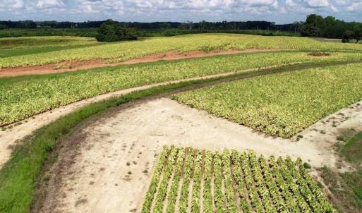 Photo of SOLD!!  26.8 Acres of Farm and Timber Land For Sale in Nash County NC!