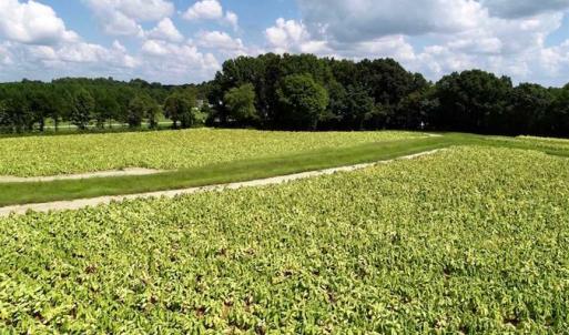 Photo of SOLD!!  26.8 Acres of Farm and Timber Land For Sale in Nash County NC!
