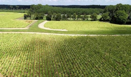 Photo of SOLD!!  26.8 Acres of Farm and Timber Land For Sale in Nash County NC!