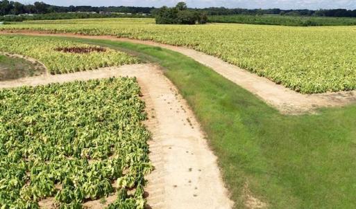 Photo of SOLD!!  26.8 Acres of Farm and Timber Land For Sale in Nash County NC!