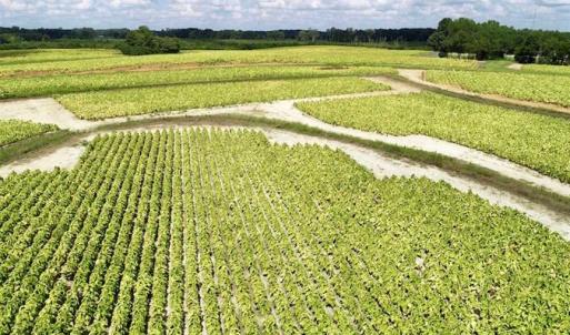 Photo of SOLD!!  26.8 Acres of Farm and Timber Land For Sale in Nash County NC!