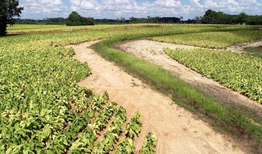 Photo of SOLD!!  26.8 Acres of Farm and Timber Land For Sale in Nash County NC!