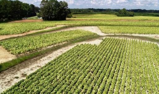 Photo of SOLD!!  26.8 Acres of Farm and Timber Land For Sale in Nash County NC!