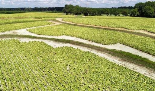 Photo of SOLD!!  26.8 Acres of Farm and Timber Land For Sale in Nash County NC!