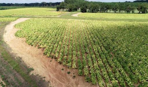 Photo of SOLD!!  26.8 Acres of Farm and Timber Land For Sale in Nash County NC!