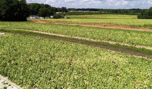 Photo of SOLD!!  26.8 Acres of Farm and Timber Land For Sale in Nash County NC!