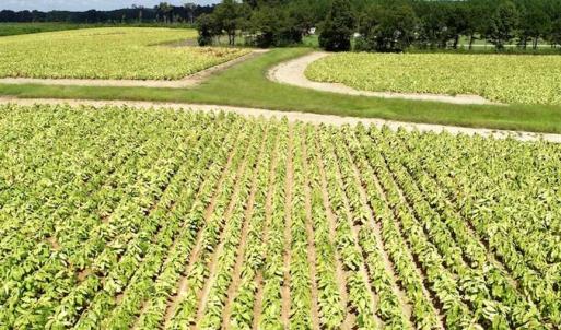 Photo of SOLD!!  26.8 Acres of Farm and Timber Land For Sale in Nash County NC!