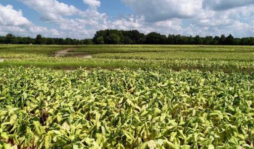 Photo of SOLD!  29.4 Acres of  Farm and Timber and For Sale in Nash County NC!