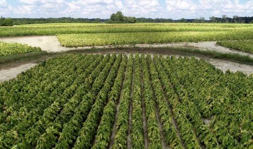 Photo of SOLD!  29.4 Acres of  Farm and Timber and For Sale in Nash County NC!