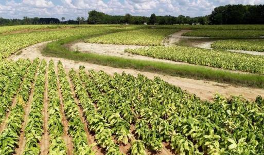 Photo of SOLD!  29.4 Acres of  Farm and Timber and For Sale in Nash County NC!