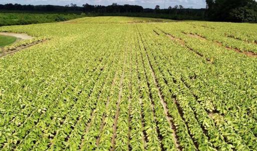 Photo of SOLD!  29.4 Acres of  Farm and Timber and For Sale in Nash County NC!