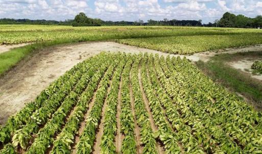 Photo of SOLD!  29.4 Acres of  Farm and Timber and For Sale in Nash County NC!
