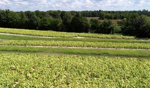 Photo of SOLD!  29.4 Acres of  Farm and Timber and For Sale in Nash County NC!