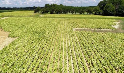 Photo of SOLD!  29.4 Acres of  Farm and Timber and For Sale in Nash County NC!