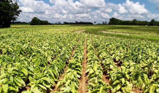 Photo of SOLD!  29.4 Acres of  Farm and Timber and For Sale in Nash County NC!