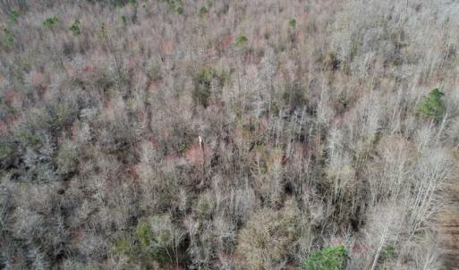 Photo of SOLD!!  115 Acres of Hunting Land For Sale in Robeson County NC!