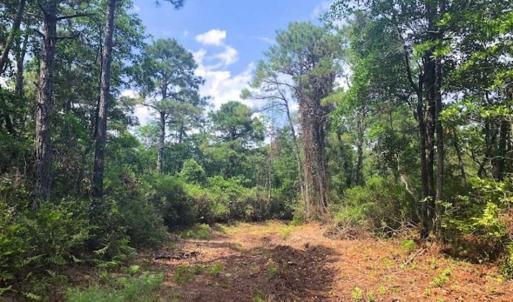 Photo of SOLD!!  120 Acres of Bear Hunting Land For Sale in Hyde County NC!