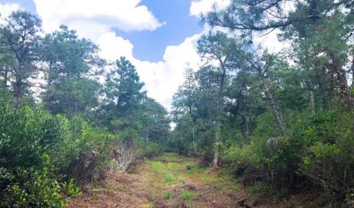 Photo of SOLD!!  120 Acres of Bear Hunting Land For Sale in Hyde County NC!
