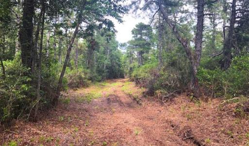 Photo of SOLD!!  120 Acres of Bear Hunting Land For Sale in Hyde County NC!