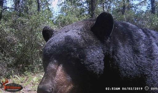 Photo of SOLD!!  120 Acres of Bear Hunting Land For Sale in Hyde County NC!