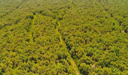 Photo of SOLD!!  120 Acres of Bear Hunting Land For Sale in Hyde County NC!