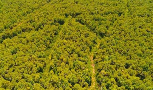 Photo of SOLD!!  120 Acres of Bear Hunting Land For Sale in Hyde County NC!