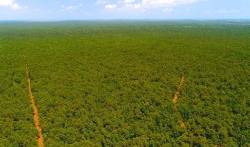 Photo of SOLD!!  120 Acres of Bear Hunting Land For Sale in Hyde County NC!