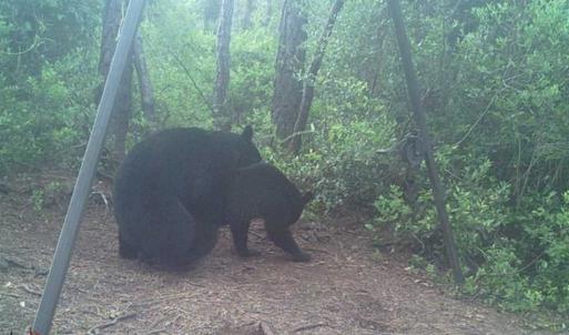 Photo of SOLD!!  120 Acres of Bear Hunting Land For Sale in Hyde County NC!