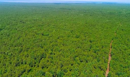 Photo of SOLD!!  120 Acres of Bear Hunting Land For Sale in Hyde County NC!
